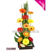 Elite Gerberas Elite Gerberas