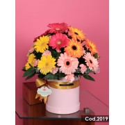 Versalles Gerberas (Cod. 2019) Versalles Gerberas (Cod. 2019)